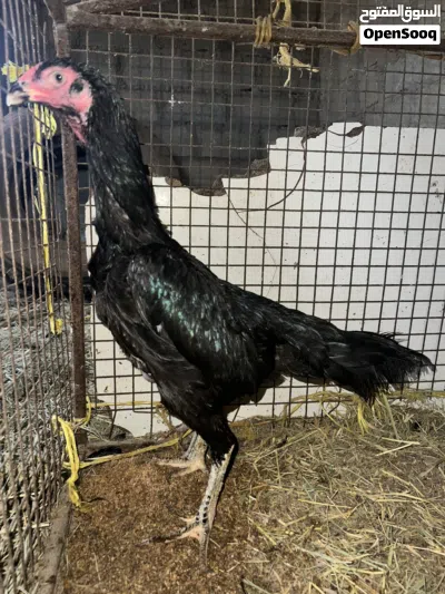 دجاج وصوص شامو الماني لون اسود ملكي 2