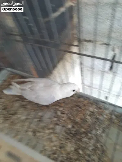 undefined 2