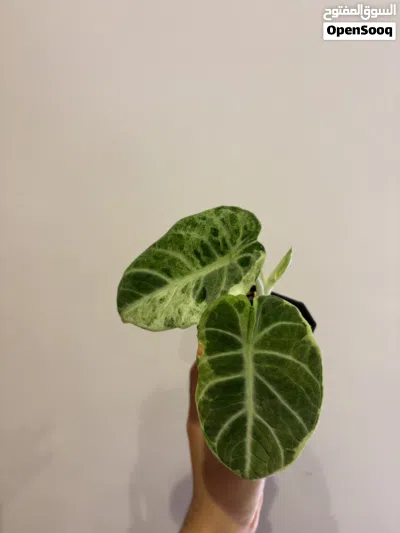 نباتات للبيع 3