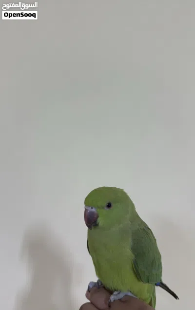 ببغاء الدره للبيع 3