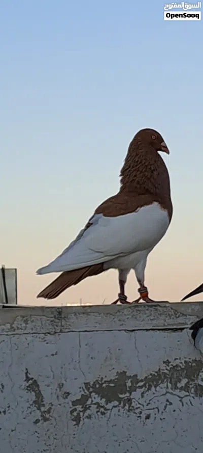 اسود ابن كشامرة مش مكروش ويهودي أصفر طير حمام 4