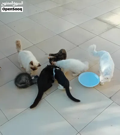 محميه لتربيه القطط بشرط تكون بصحه جيده وغير مهجنه 2