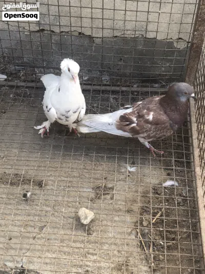 طيور بأشكال مختلفة 2
