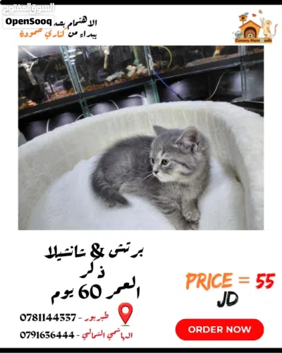 سكوتش ستريت سلفر شدد 3