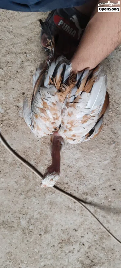 فراريج ابو ركيبة 3