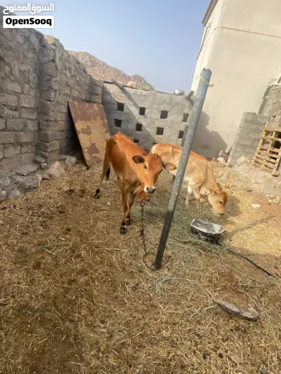 عجلتين عمانيات 4