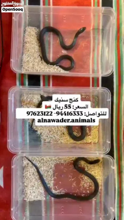 حيوانات للبيع 2