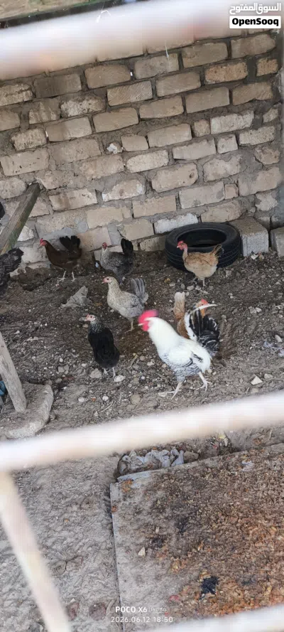 دجاج عربي للبيع 3
