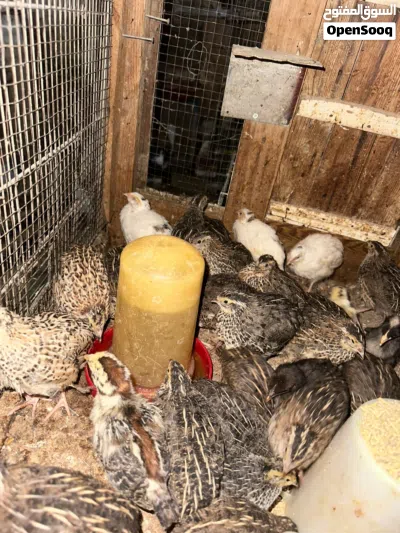 موجود فر سمان 2