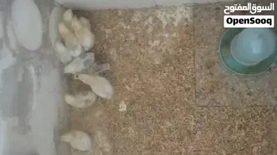 سايكس انجليزي 2