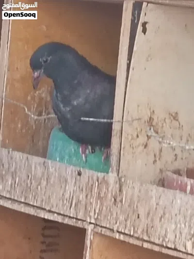 طبات حمام بلدي 2