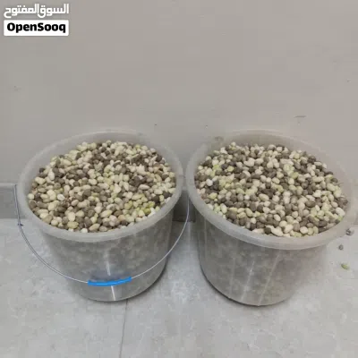 للبيع بذور الشوع أقرأ الوصف 2