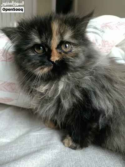 Beautiful Female Tortoiseshell Kitten – 4 Months Old 4