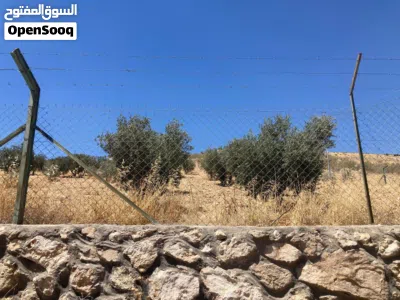 ارض للبيع في بيرين من المالك مباشره ذات اطلاله خلابه مرتفعه مزروعه اشجار زيتون تصلح لمشروع استثماري 3
