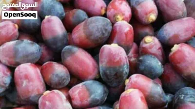رطب نغال للتوصيل لمسقط وكافة محافظات السلطنة 3