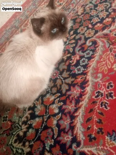 A friendly female cat 1.5 years old with cat food and sand 4