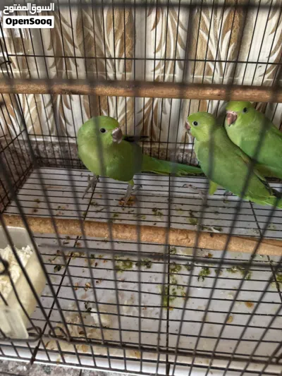 ببغاء للبيع اليف أعمارهم من 3اشهر إلى 4اشهر 2