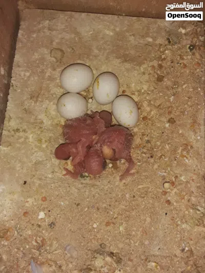 عصفير للبيع أنكليزيه كوبيه أمصوقره 3