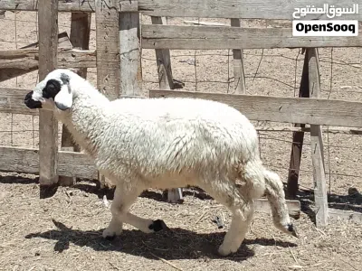 خروف وطني تبارك الله العمر 3شهور 4