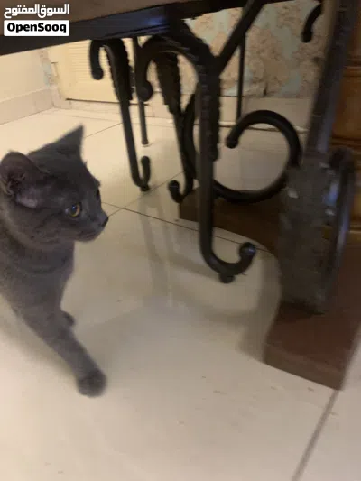 British short hair cat 3