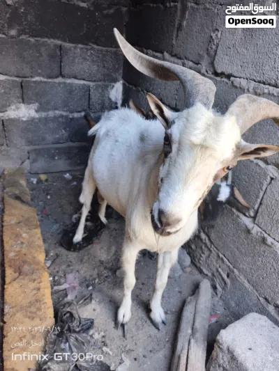 سلام عليكم صخل قطري خط اول 3