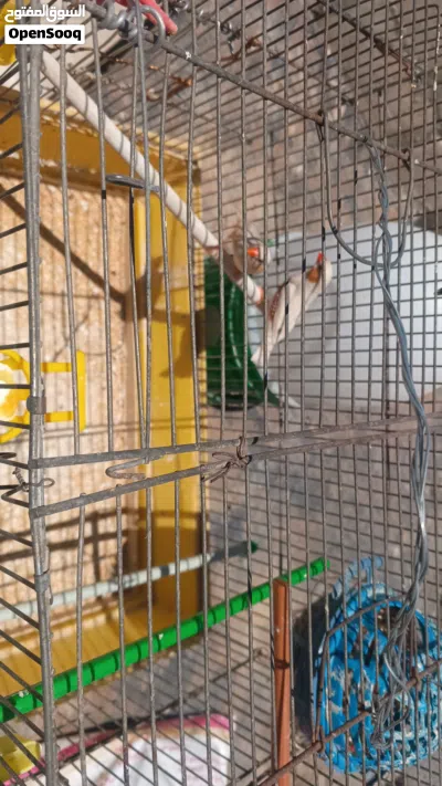 طيور جنه ايزابل 2
