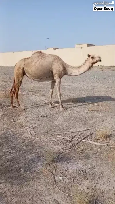ناقه للبيع 2