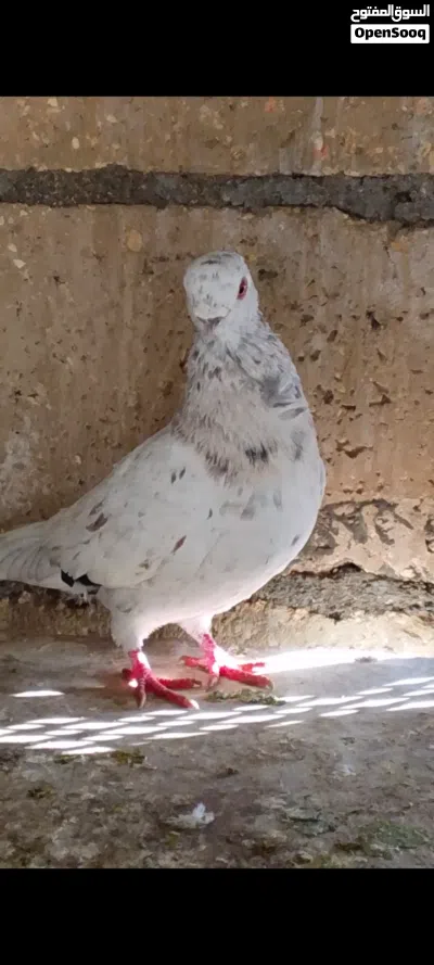 حمام موجودات في مادبا 2
