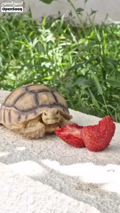 سلحفاه سولكاتا Sulcata Turtle 4