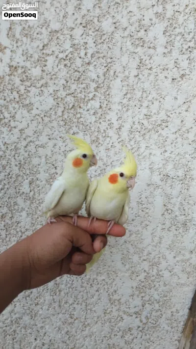 كوبية كوكتيل نص ترويط 2
