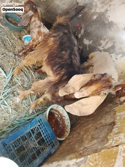 صخله ضروبة شامي يفره للبيع اقرء الوصف وخابر وأنه خادم لشراي 4