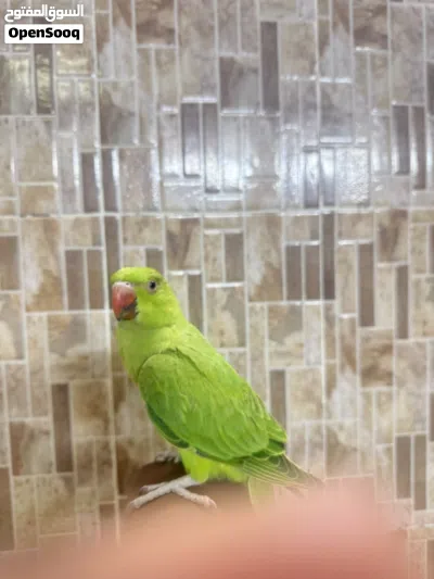 بغبغاء دره أخضر السعر 18 2