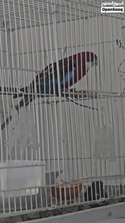 فحل روزيلا سوبر جامبو للبيع 2