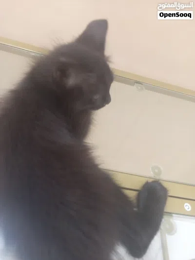قط شيرازي صغير فيس حزين 3