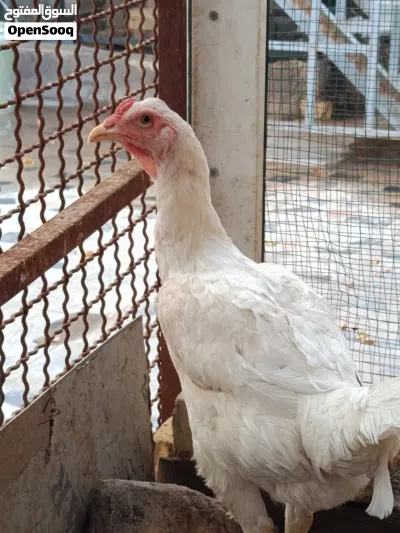 دجاج عرب نضيفات كلش صحه فول بياضات 3