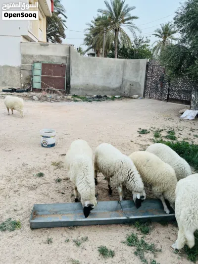 8 ذكور عز ما تمقرس العيد الجاي ثنو حاجه صح 3