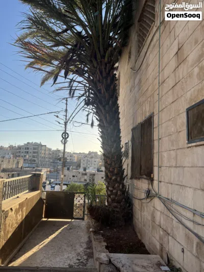 شجرة نخيل ذكر 4