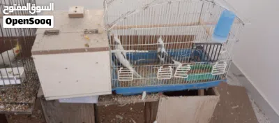 جوز كوكتيل عمالقة 3