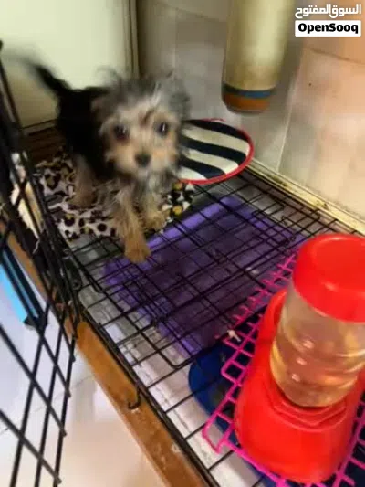 mix breed 7mos old 3