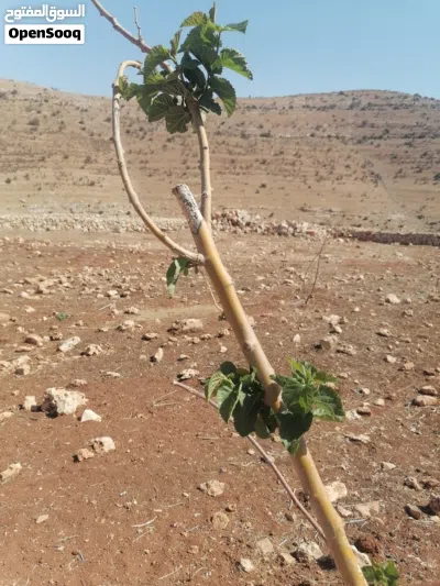 3400متر شرق جرش مع بيت عظم و مزرعه في حمامه 2