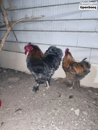 Brahma Chickens 3