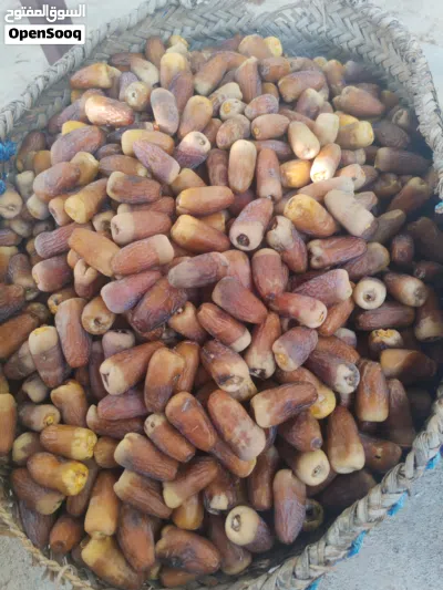 سح نغال هذي السنه قفير كبير 2