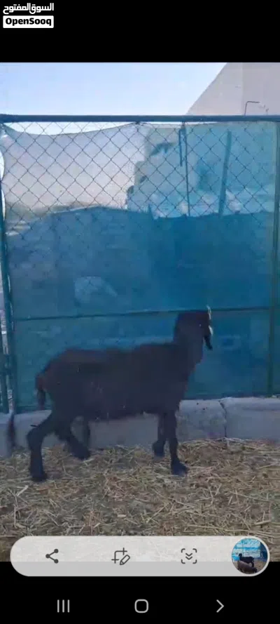 جعده وشاه محليات اقرا الاستماره تحت 2