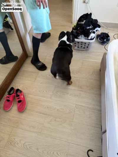 Pocket bully tri color 4