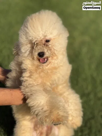 Maltipo puppy 2