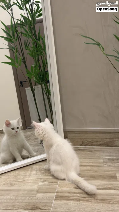 قطه للبيع 2