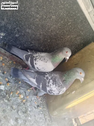 سبع جواز حمام و18 فرخ بواقي 3