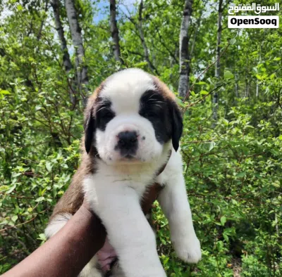 Purebred Saint Bernard Puppy Healthy, Fluffy & Ready for a Loving Home. 4