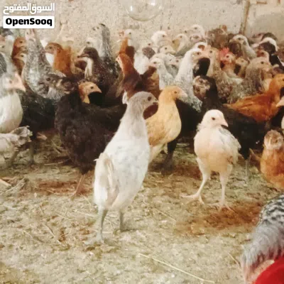 للبيع دجاج عماني محلي ع 700بيسه يوجد خدمة للذبح 3