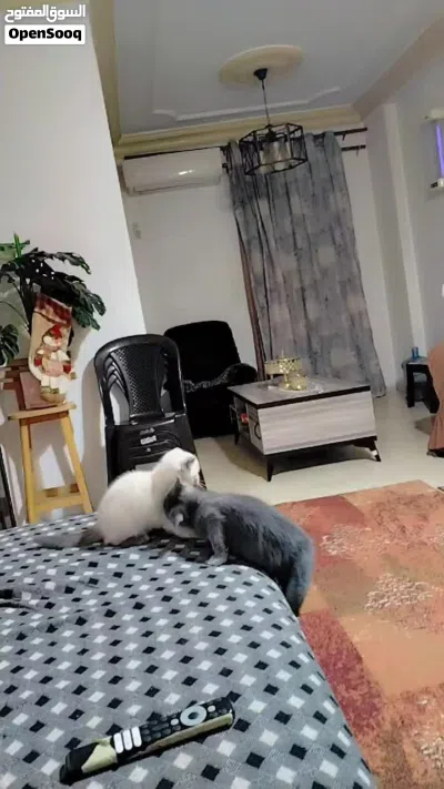 قطط لطيفة للبيع 3